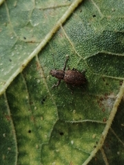 Pantomorus cervinus