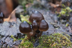 Mycena mulawaestris