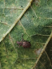 Pantomorus cervinus