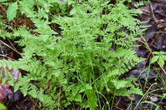 Woodsia obtusa