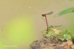 Ceriagrion chaoi