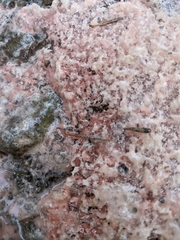 Chlamydomonas nivalis