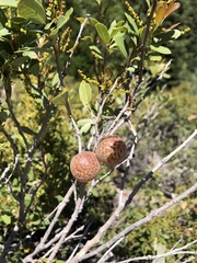 Andricus vacciniifoliae