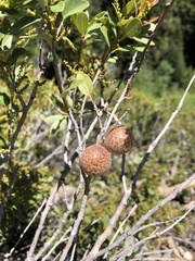 Andricus vacciniifoliae