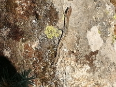 Podarcis guadarramae guadarramae