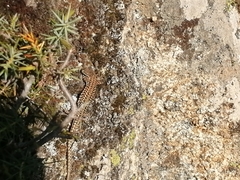 Podarcis guadarramae guadarramae