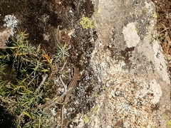 Podarcis guadarramae guadarramae