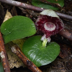 Corybas pruinosus