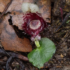 Corybas pruinosus