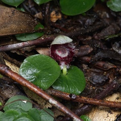 Corybas pruinosus