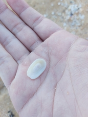 Tugali parmophoidea