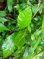 Ficus montana