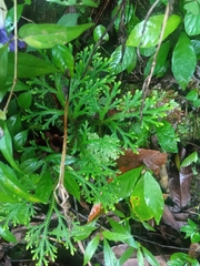 Selaginella