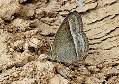 Mycalesis nicotia