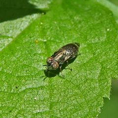Orthonevra flukei