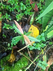 Calophyllum soulattri