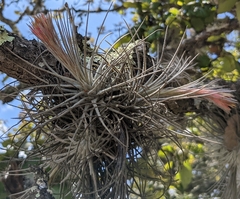 Tillandsia plumosa