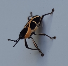 Eugnoristus monachus