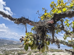 Tillandsia plumosa