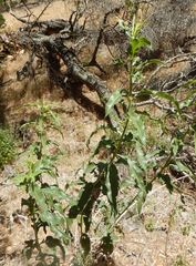 Helianthus californicus
