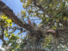 Tillandsia plumosa