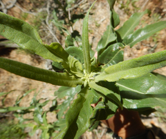 Helianthus californicus