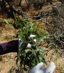 Helianthus californicus