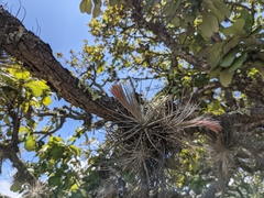 Tillandsia plumosa