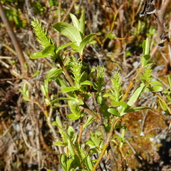 Salix pseudomyrsinites