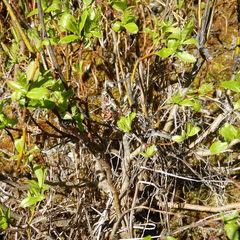 Salix pseudomyrsinites