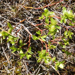 Salix pseudomyrsinites