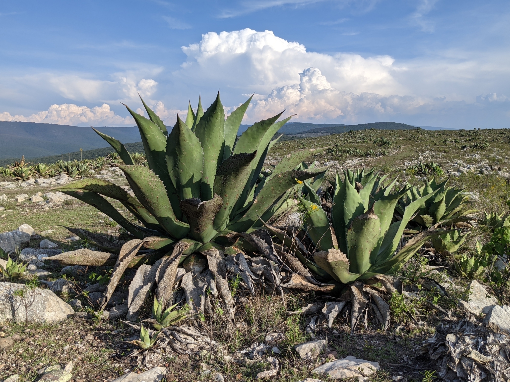 Giant Century Plant (Agave salmiana)  iNaturalist