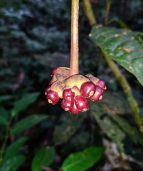 Carapichea affinis