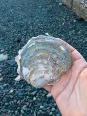 Ostrea edulis