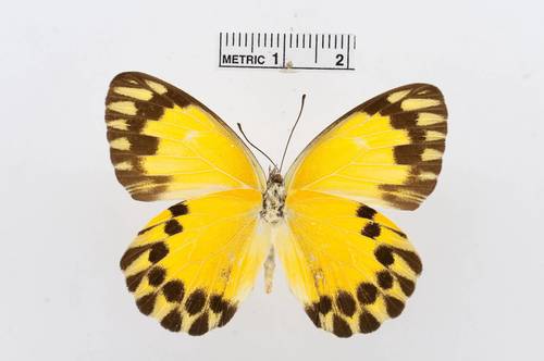 Forest Caper White
