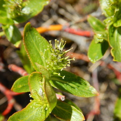 Salix pseudomyrsinites