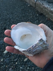Ostrea edulis