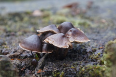Mycena mulawaestris