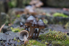 Mycena mulawaestris