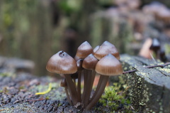Mycena mulawaestris