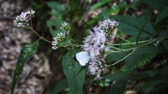 Celastrina oreas