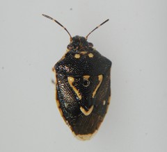 Mormidea pama