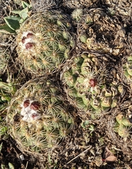 Coryphantha pseudoradians