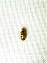 Epuraea ocularis