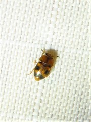 Epuraea ocularis