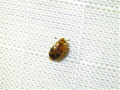 Epuraea ocularis