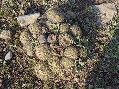 Coryphantha pseudoradians
