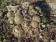 Coryphantha pseudoradians