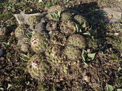 Coryphantha pseudoradians
