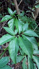 Syngonium auritum